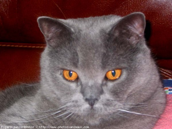 Photo de British shorthair