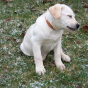 Photo de Labrador retriever