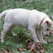 Photo de Labrador retriever