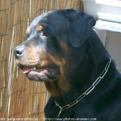 Photo de Rottweiler