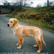 Photo de Golden retriever