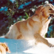 Photo de Golden retriever