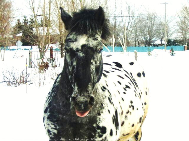 Photo d'Appaloosa