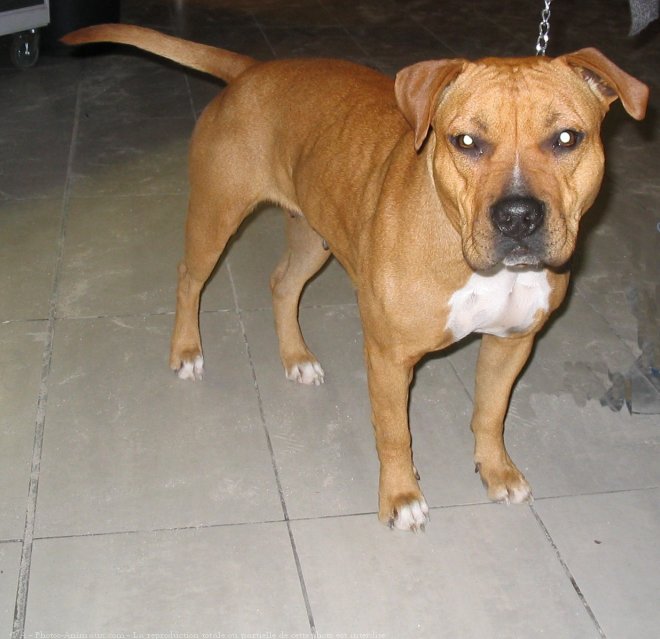 Photo d'American staffordshire terrier