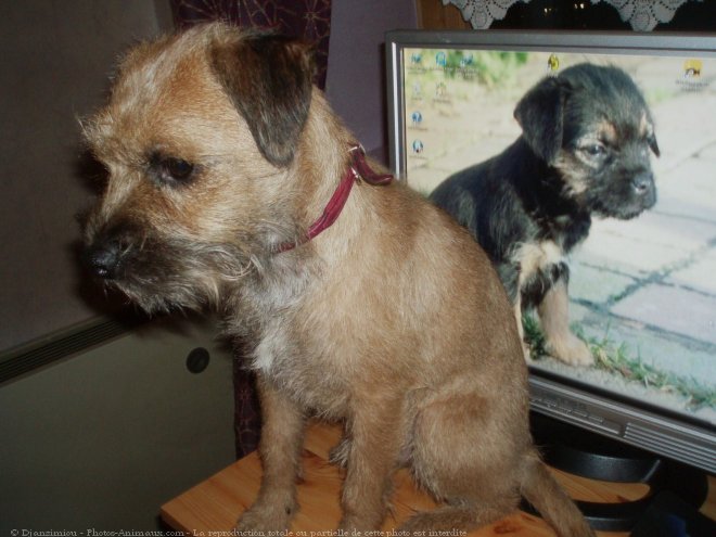 Photo de Border terrier