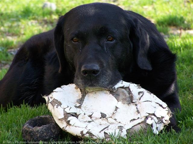 Photo de Labrador retriever