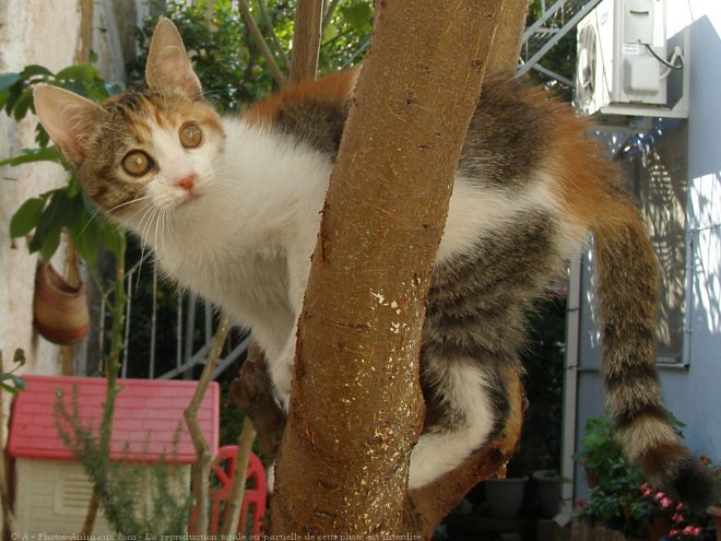 Photo de Chat domestique