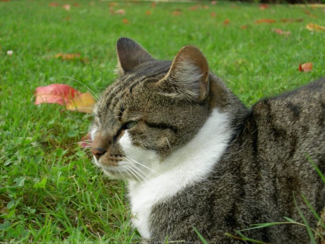 Photo de Chat domestique