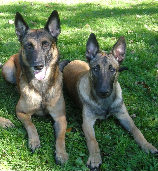 Photo de Berger belge malinois