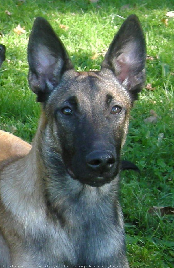 Photo de Berger belge malinois