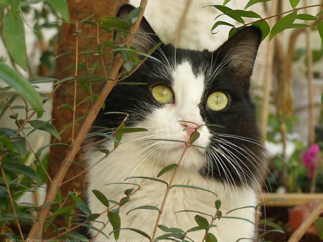 Photo de Chat domestique