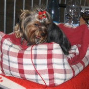 Photo de Yorkshire terrier