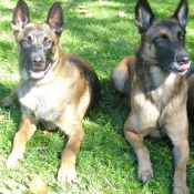 Photo de Berger belge malinois