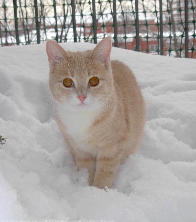 Photo de Chat domestique