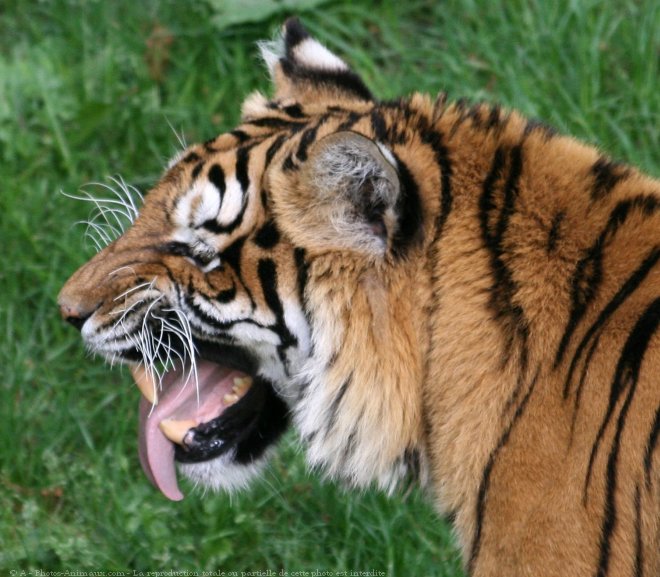 Photo de Tigre