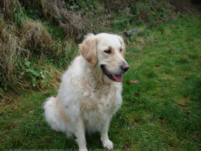 Photo de Golden retriever