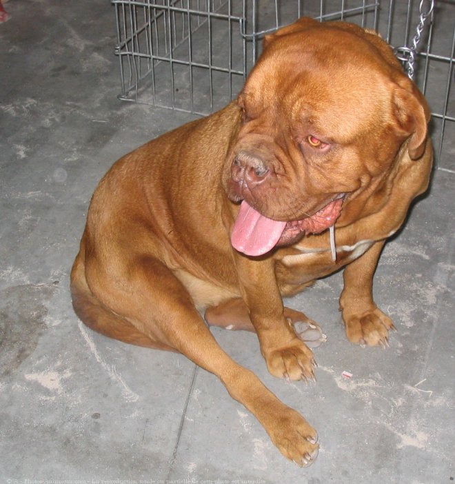 Photo de Dogue de bordeaux