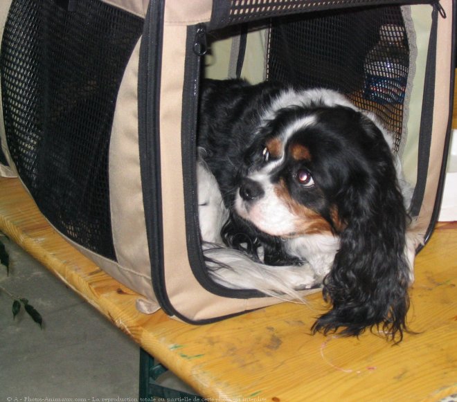 Photo de Cavalier king charles spaniel