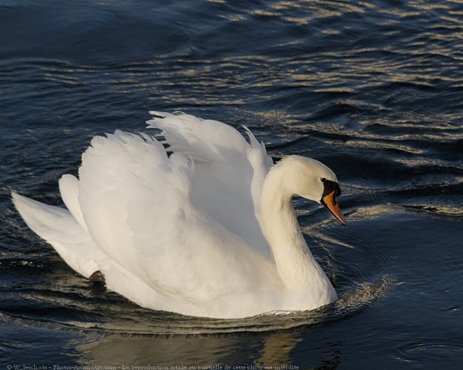 Photo de Cygne