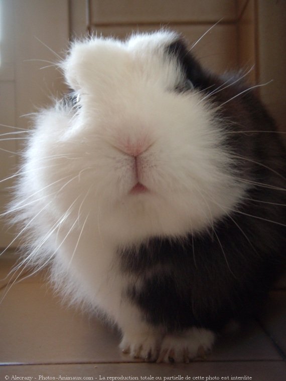 Photo de Lapin