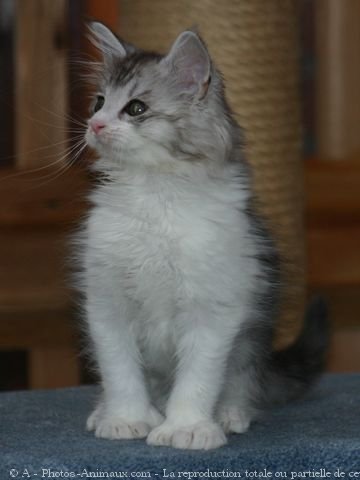 Photo de Maine coon