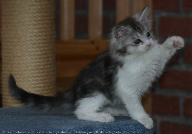 Photo de Maine coon