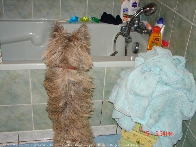 Photo de Cairn terrier