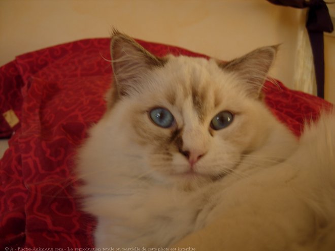 Photo de Ragdoll