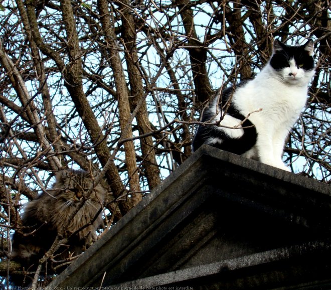 Photo de Chat domestique