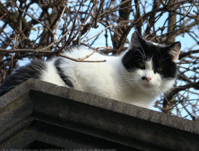 Photo de Chat domestique