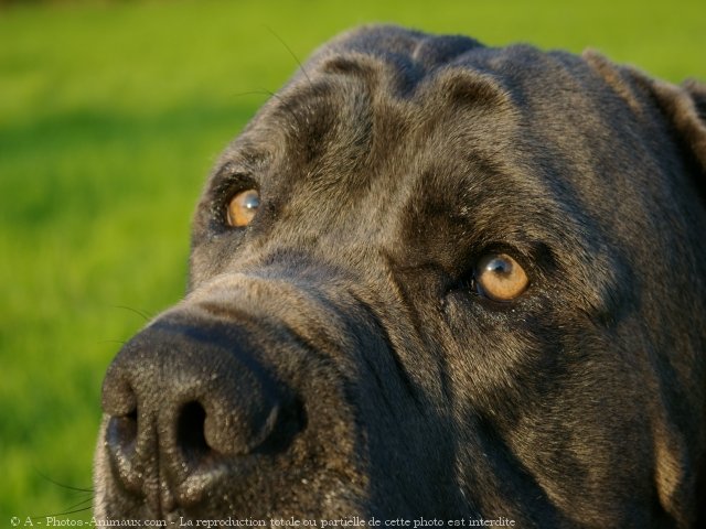 Photo de Chien de cour italien