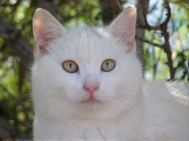 Photo de Chat domestique