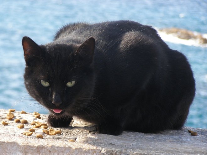 Photo de Chat domestique