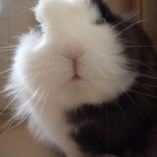 Photo de Lapin