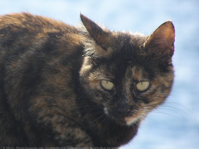 Photo de Chat domestique