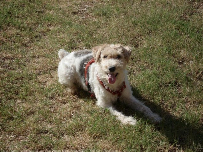 Photo de Fox terrier  poil dur