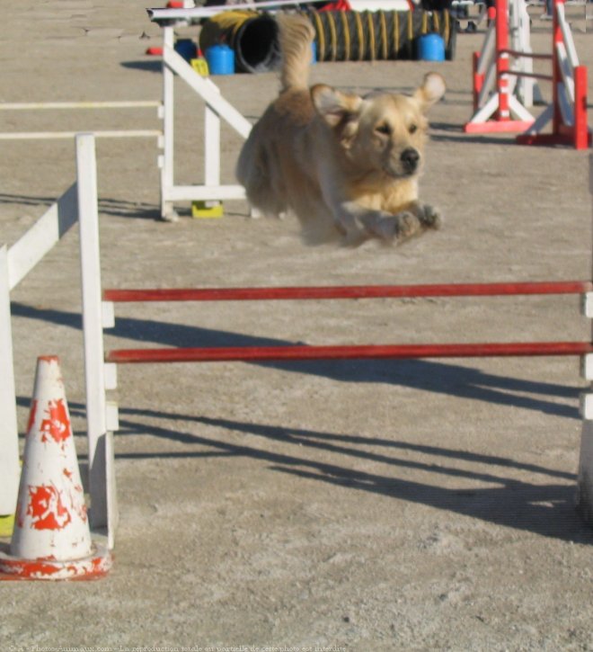 Photo de Golden retriever