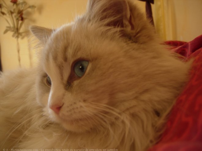 Photo de Ragdoll