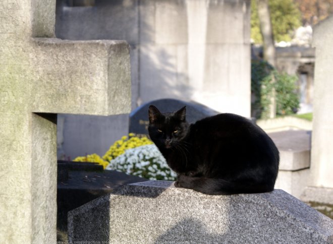 Photo de Chat domestique