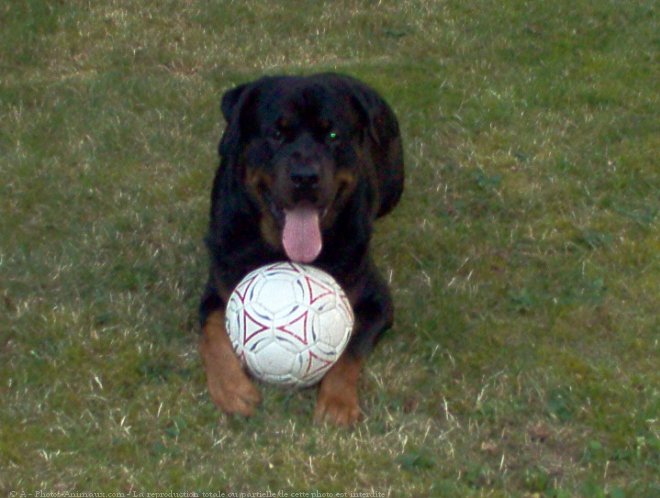 Photo de Rottweiler