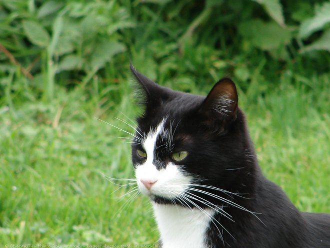 Photo de Chat domestique