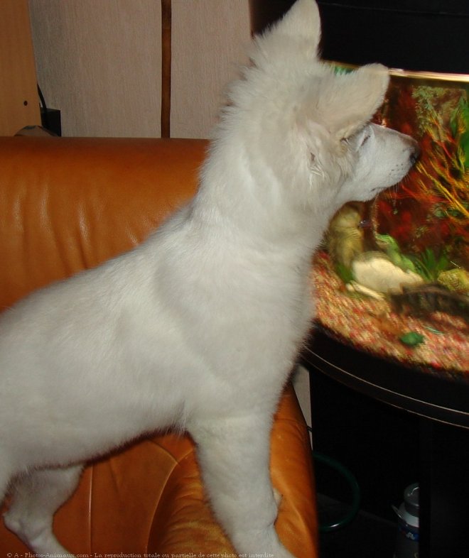 Photo de Berger blanc suisse