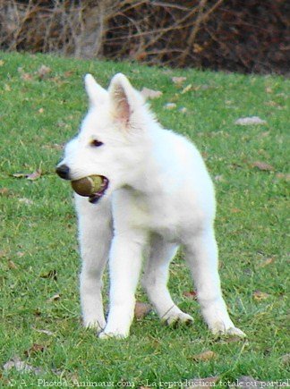 Photo de Berger blanc suisse