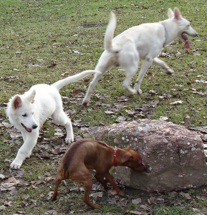 Photo de Berger blanc suisse