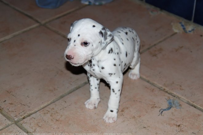 Photo de Dalmatien