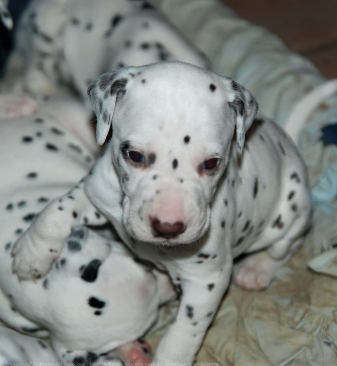 Photo de Dalmatien