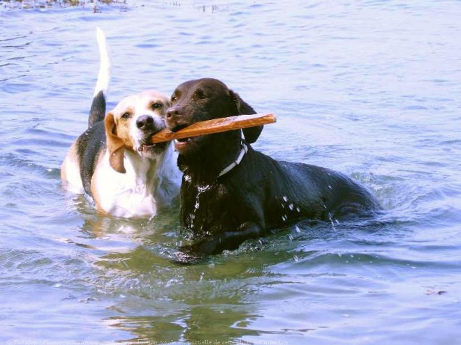 Photo de Races diffrentes