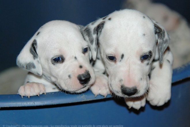 Photo de Dalmatien