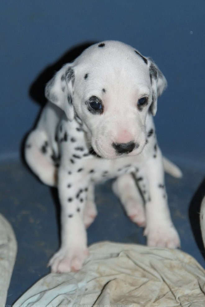 Photo de Dalmatien