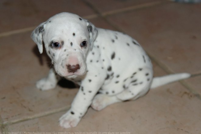 Photo de Dalmatien